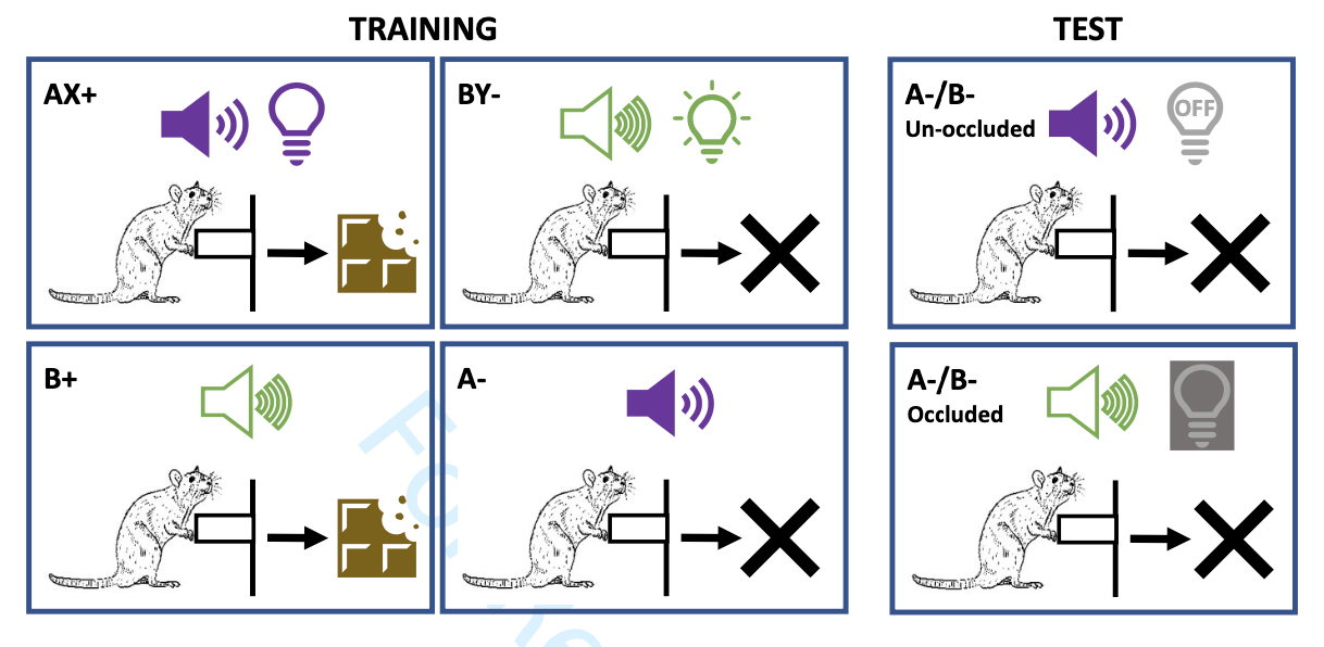 Set-up of experiment conducted by the authors of the featured article. During an initial training phase, pressing a lever released food when rats heard sound B, but not sound A. This was reversed when light was shown with the sound. Then, during the test phase, rats heard sounds A and B with the light either off or hidden from view.