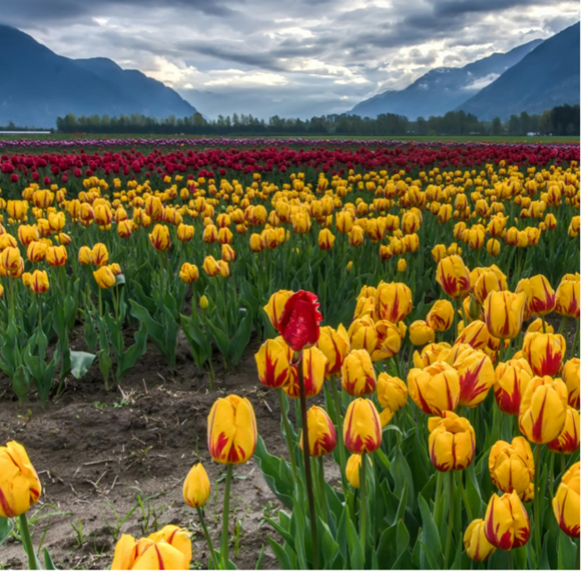 Flower field of tulips