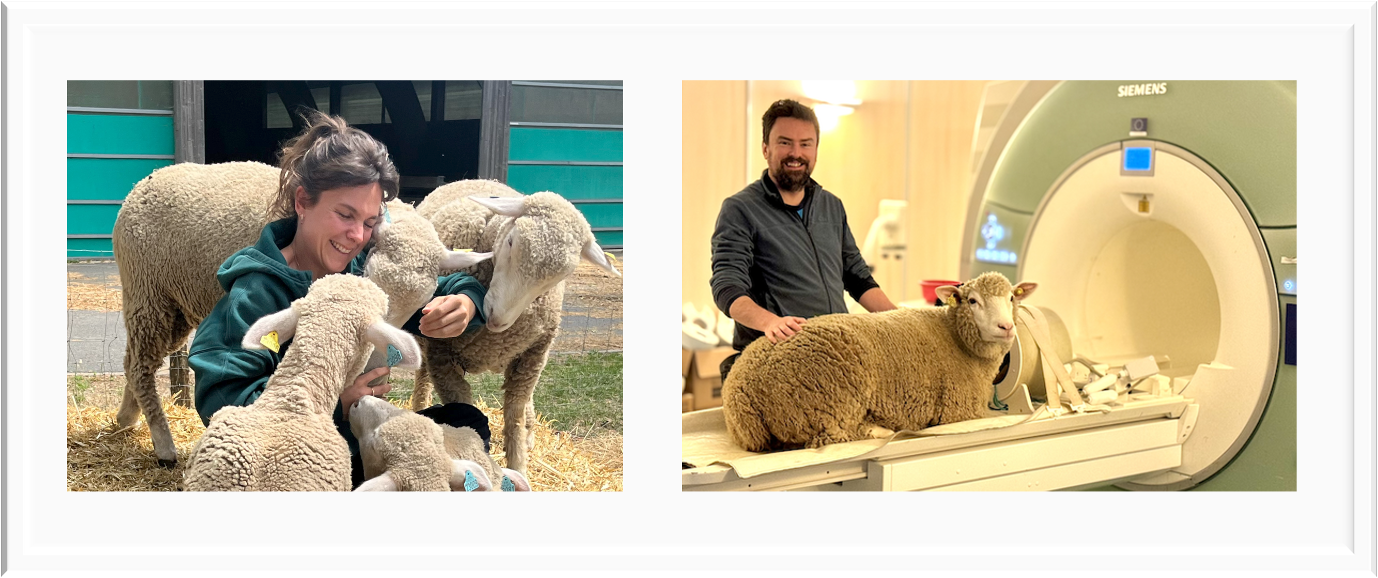 Two pics of smiling people with sheep.