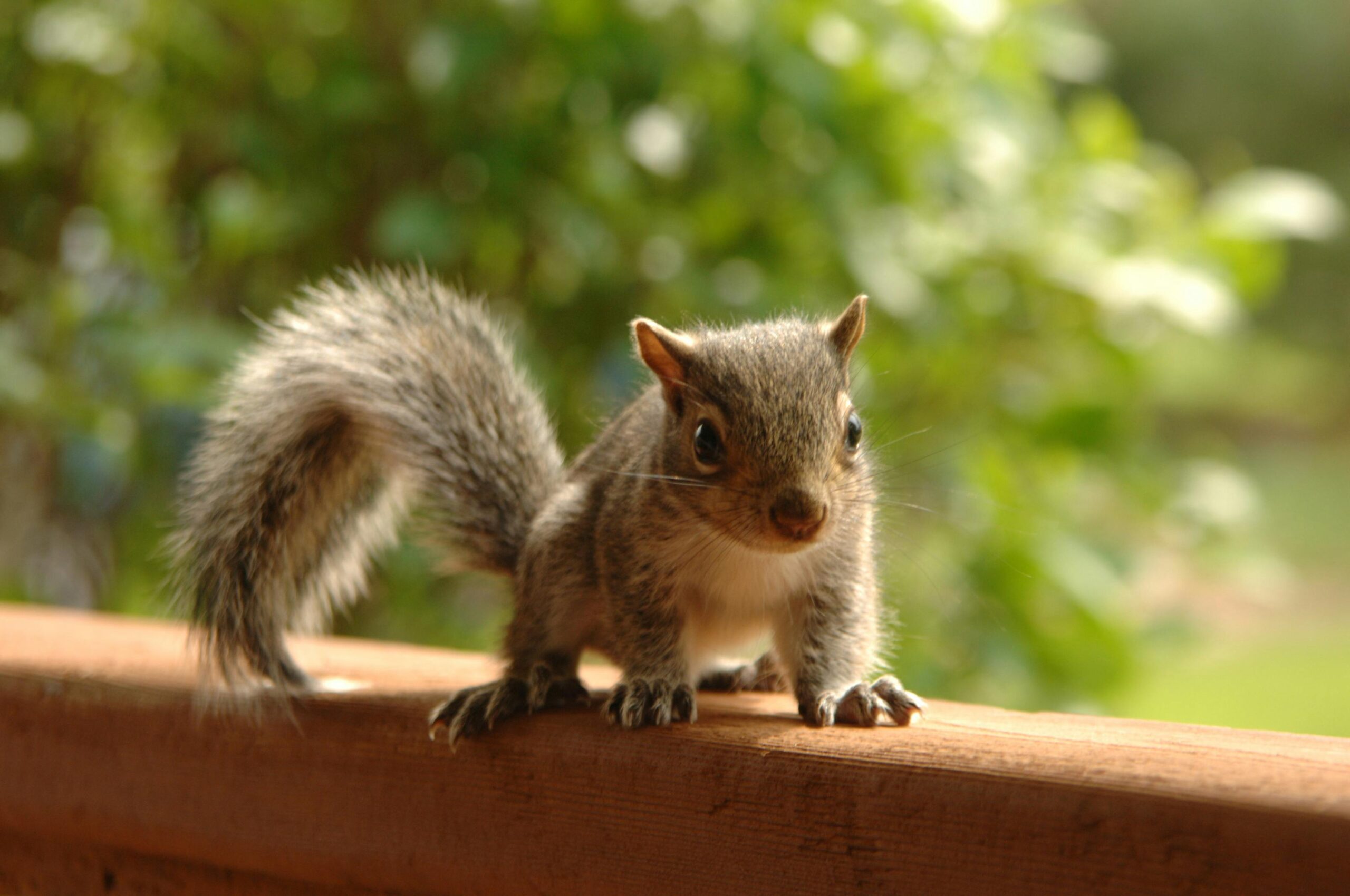 A photograph of a young squirrel on a porch railing. The squirrel is facing the camera.