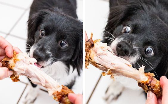 Picture of a dog eating chicken.