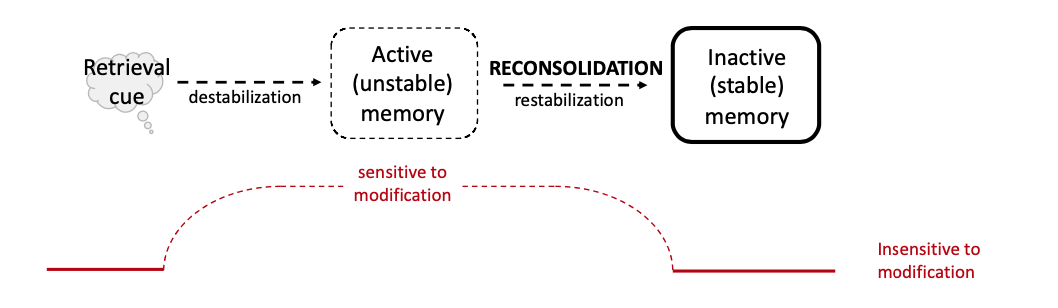Schematic in which a memory is, by default, insensitive to modification. When a retrieval cue is present, this leads to temporary destabilization of the memory, such that memory enters an active (unstable) state and becomes sensitive to modification. Finally, reconsolidation occurs, restabilizing the memory and bringing it to an inactive/stable state that is again insensitive to modification.