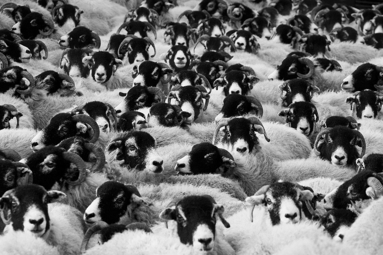 A black and white photo of a herd of sheep standing shoulder-to-shoulder. Recalling something from memory can be like trying to herd sheep