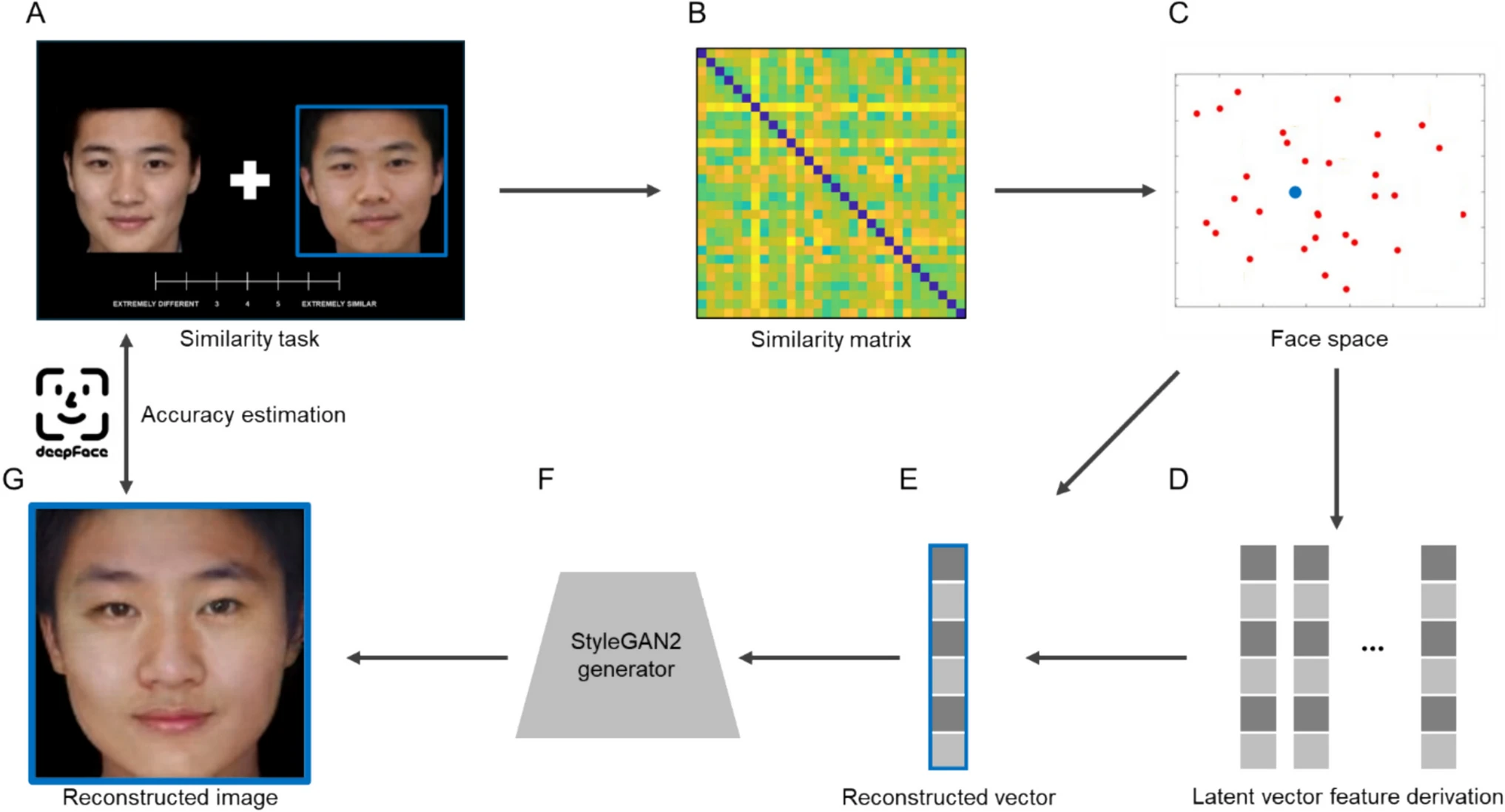 The case of the missing information: Reconstructed faces and hy the ...