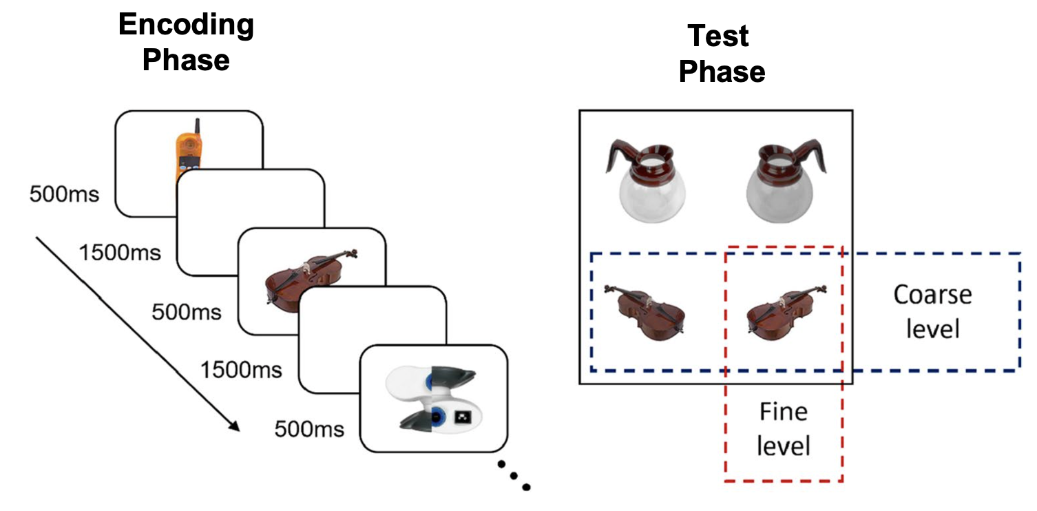 Procedure used in Experiment 1. During the encoding phase (left side of figure), participants were presented with images of objects either intact or lightly scrambled. For each test trial (right side), participants were presented with old and new images (upper and lower quadrants) in correct or incorrect orientations (left and right quadrants).