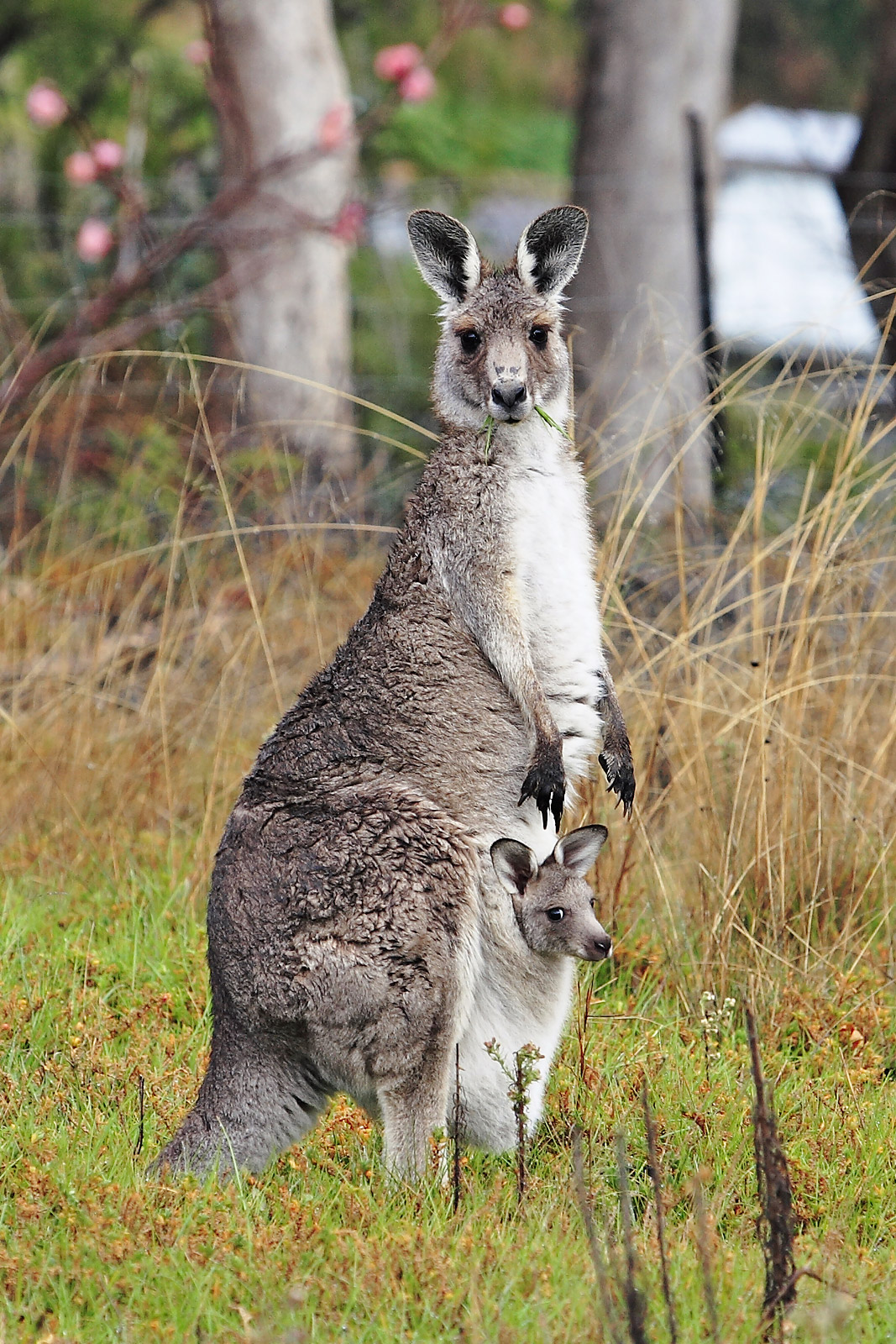 A kangaroo carrying a joey in its pouch