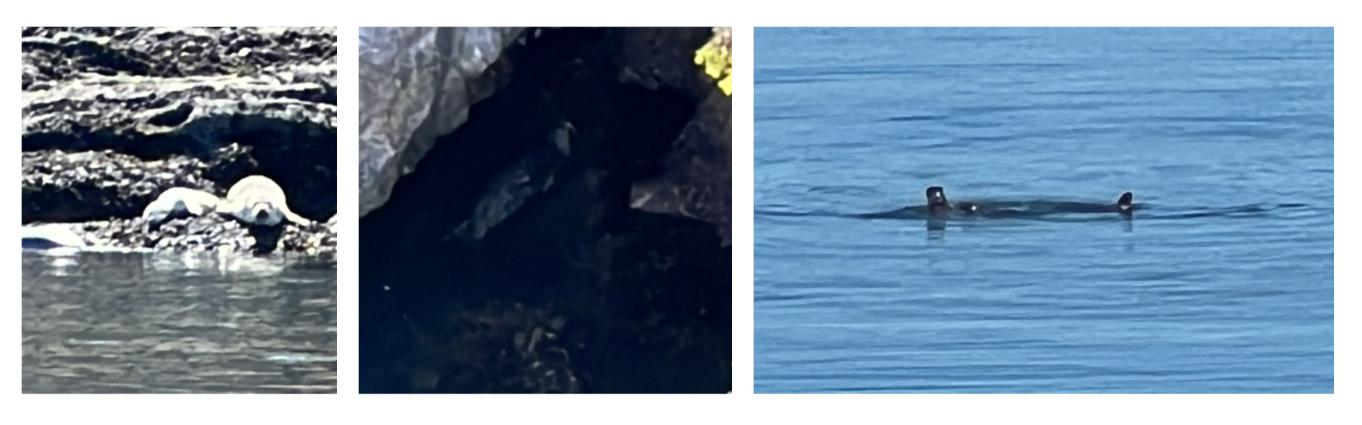 Harbor seal at Spieden Island (left), Harbor seal under Deception Pass bridge (middle), and river otters at San Juan Island (right).