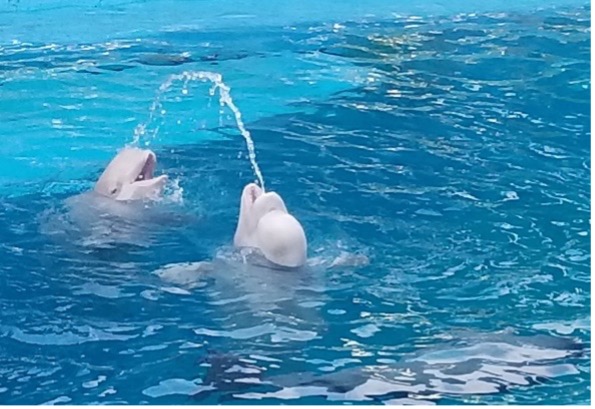 Two dolphins spouting water to each other.